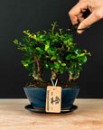 Ficus & Carmona Forest Kombi