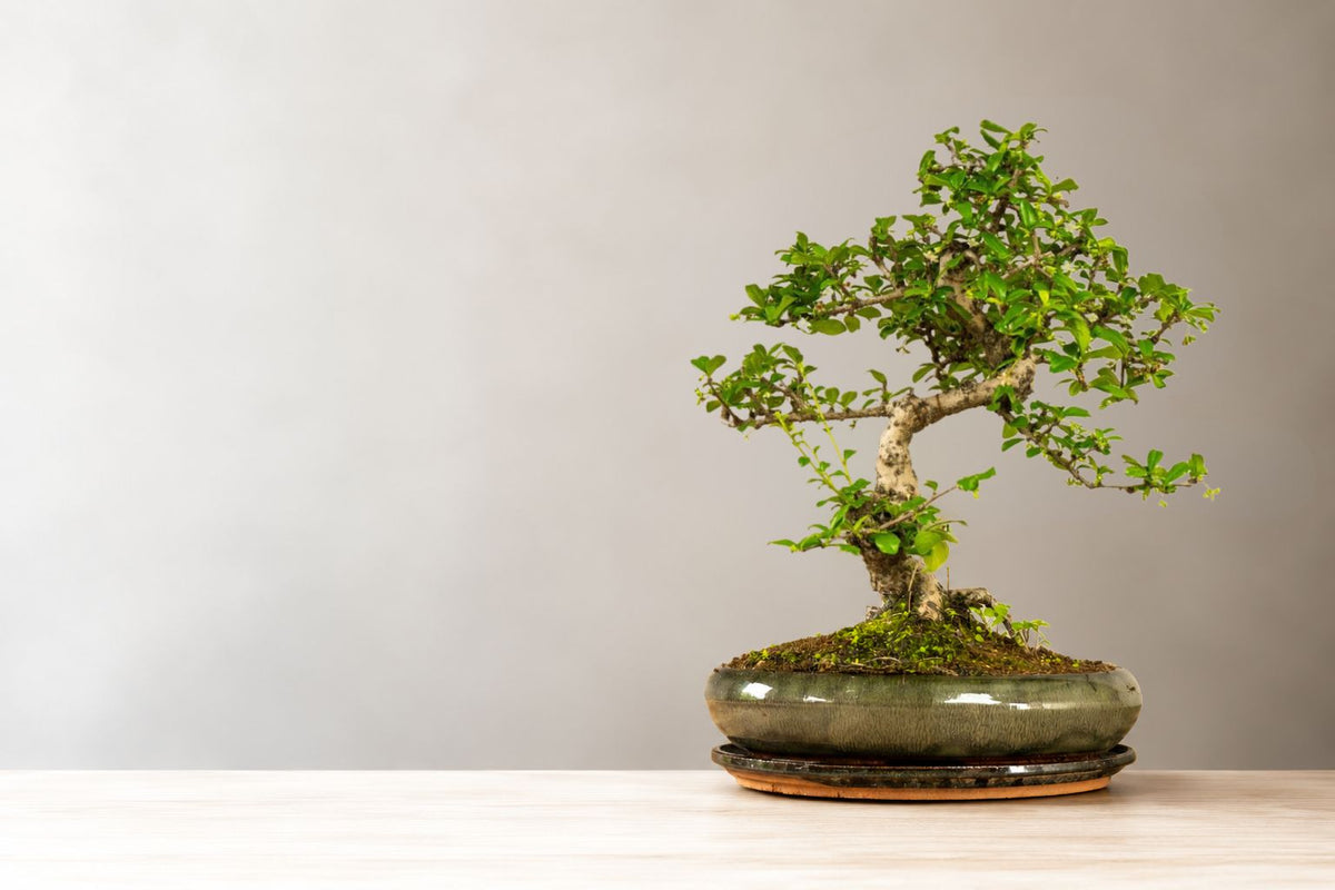 Pflege Carmona bonsai