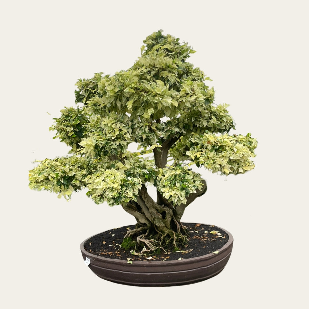 bonsai draussen oder drinnen Duranta Nr.39 - Bonsai 40 Jahre - 110 cm hoch