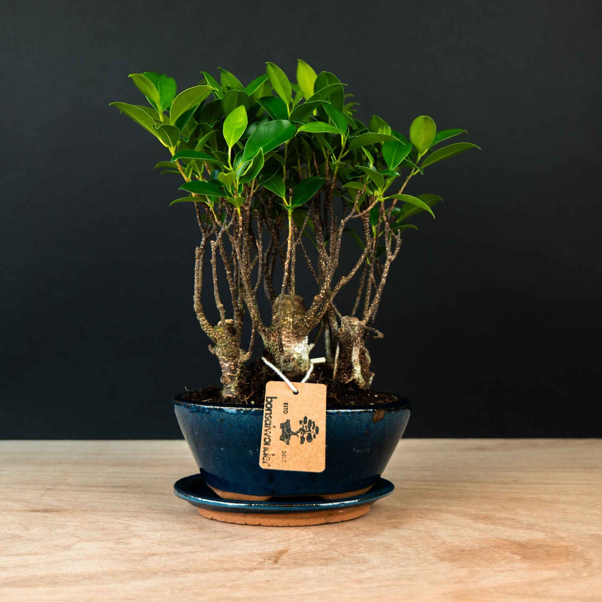 Ficus Forest - 5 Jahre alt - Indoor-bonsai
