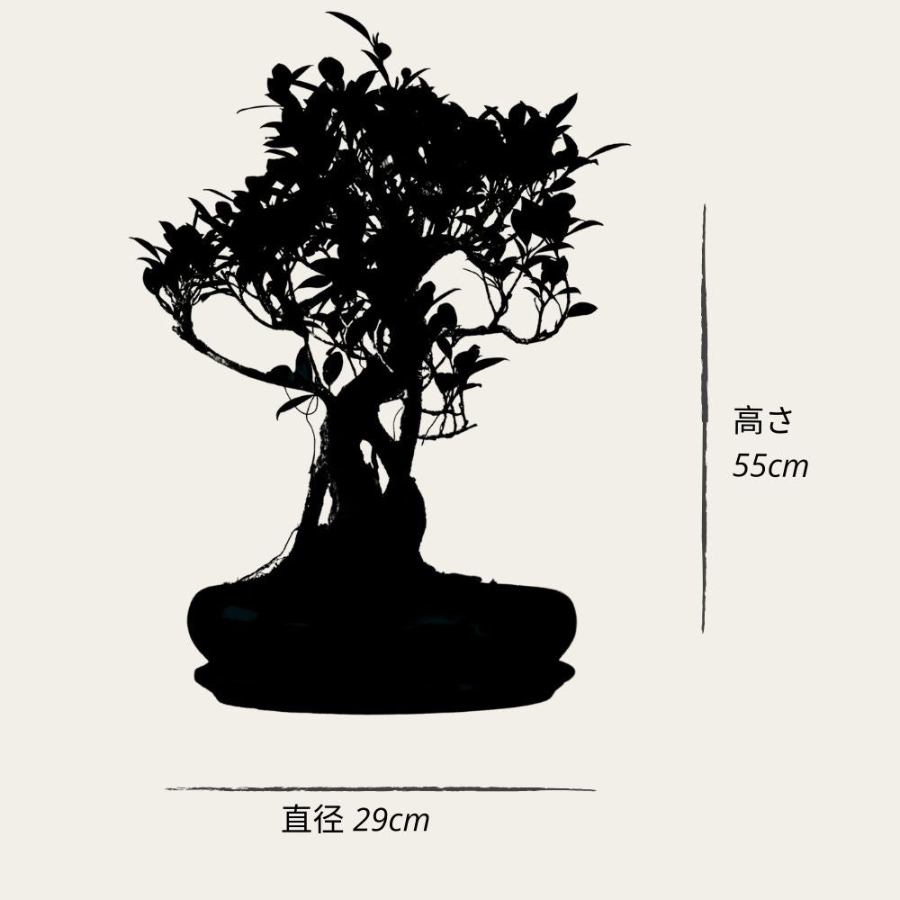 Ficus Ani