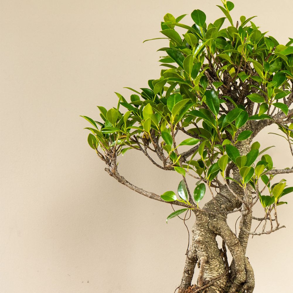 Ficus Ani