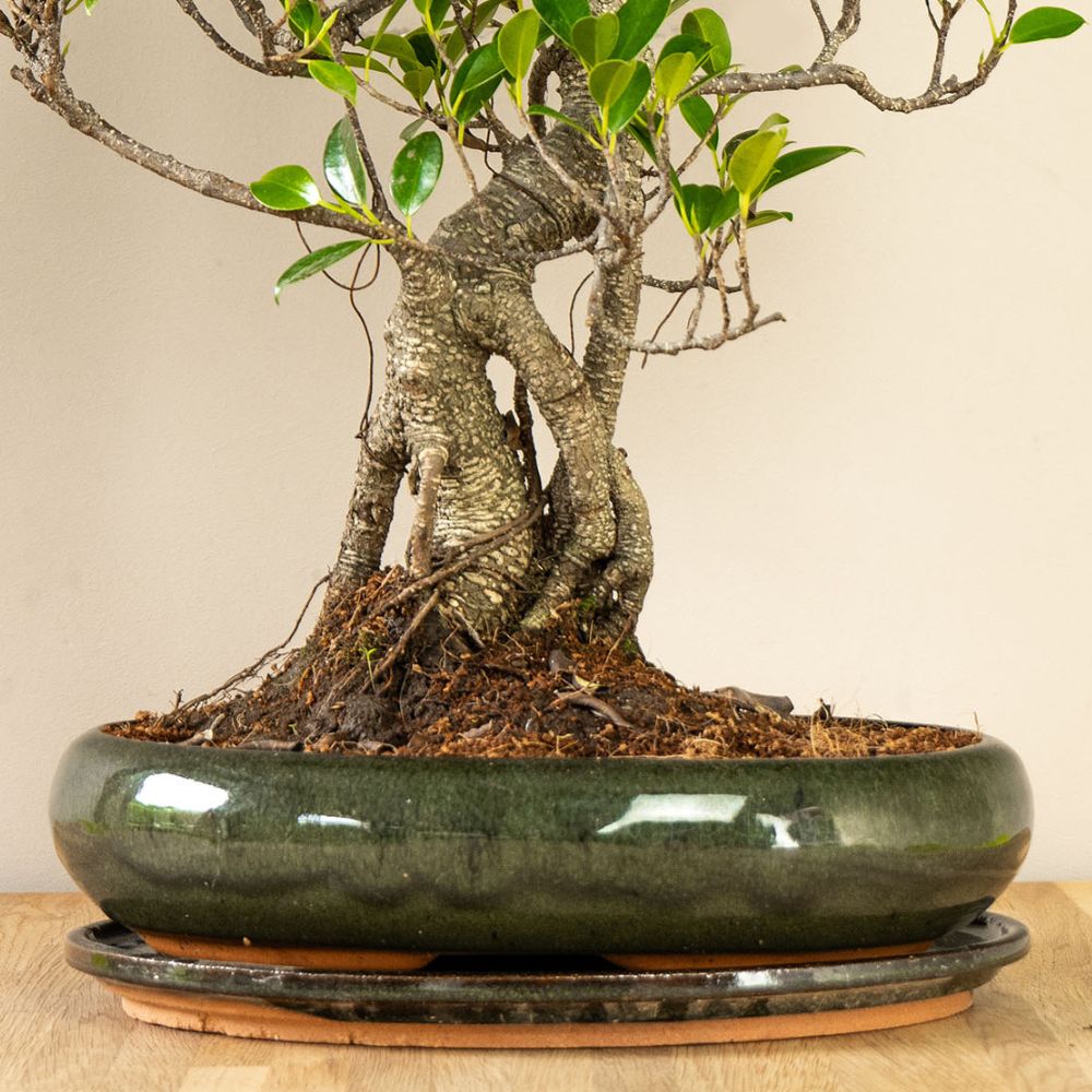 Ficus Ani