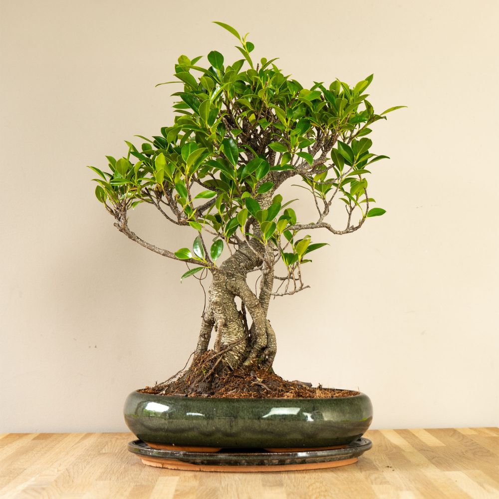 Ficus Ani