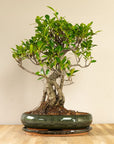 Ficus Ani
