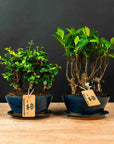 Ficus & Carmona Forest Kombi