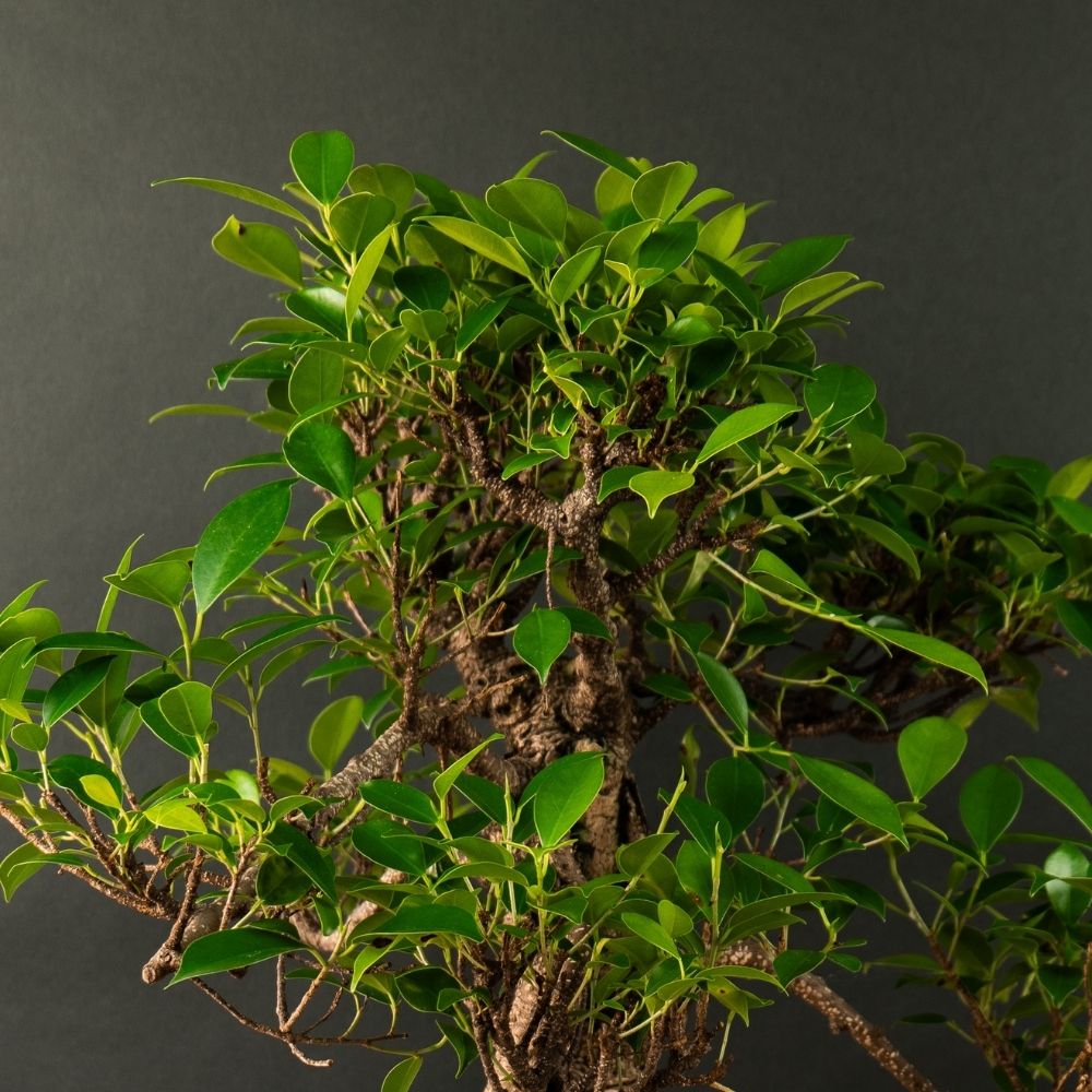 Ficus Furui