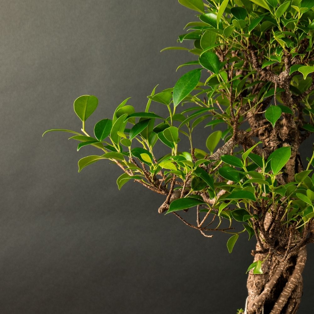 Ficus Furui