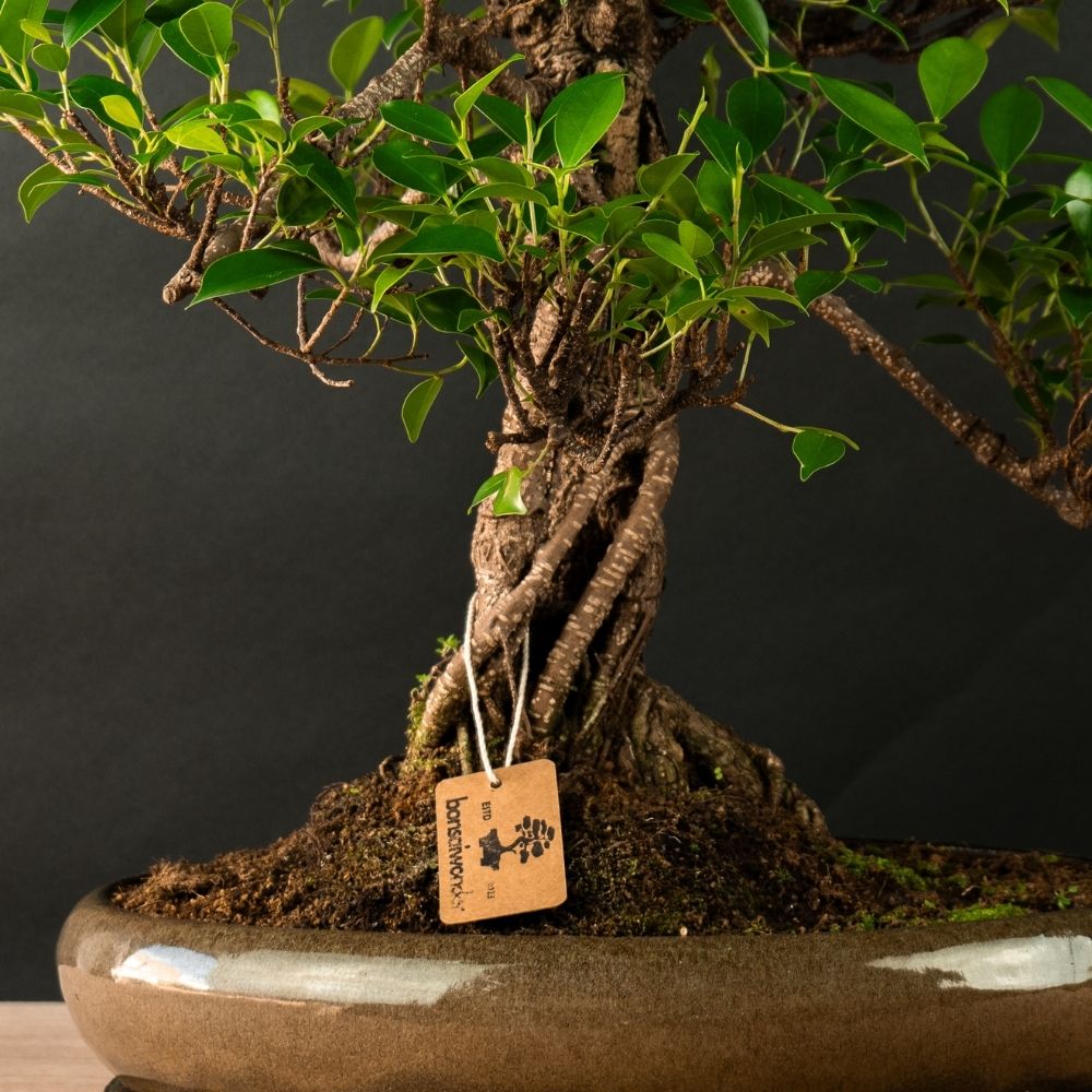 Ficus Furui