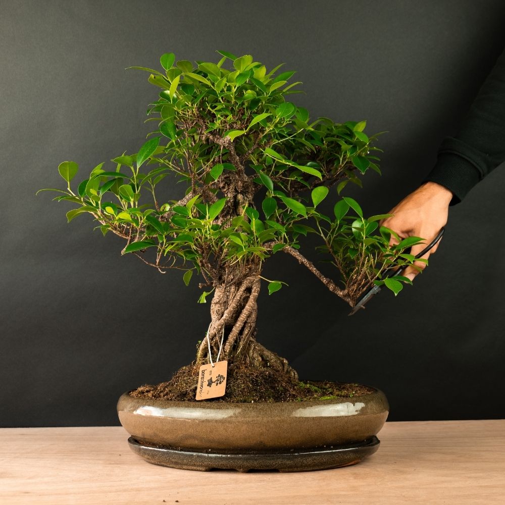 Ficus Furui