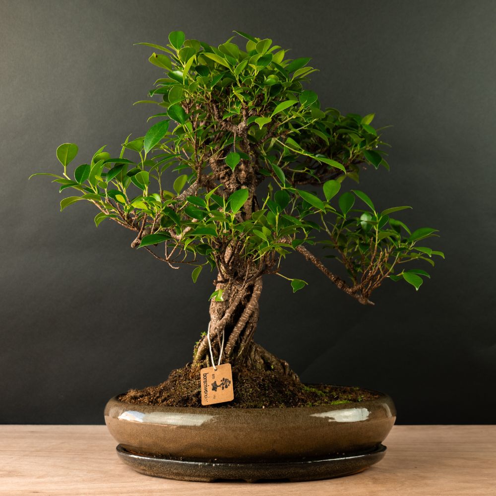 Ficus Furui