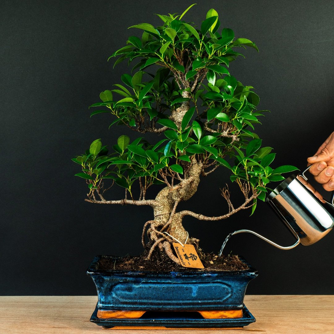 Ficus Starterset – erweitert