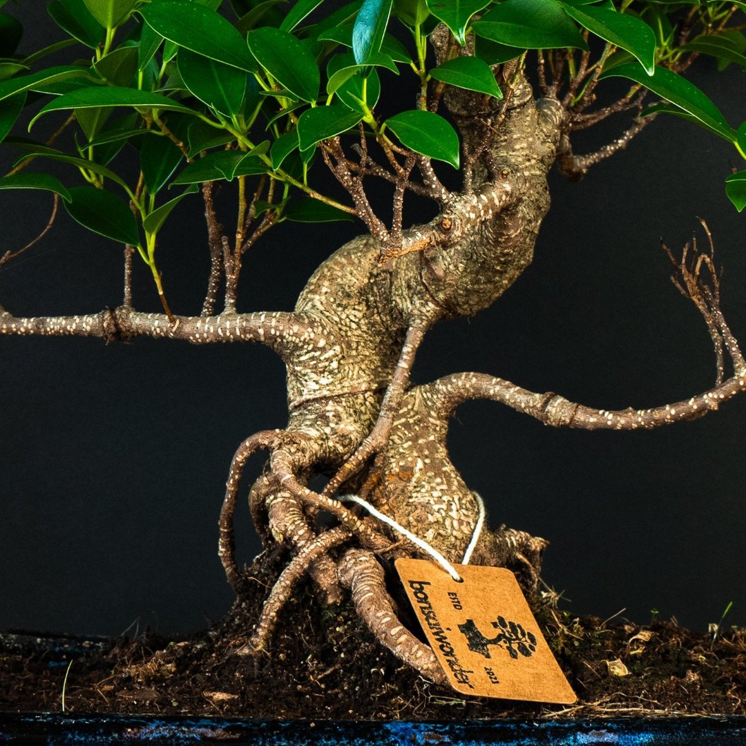 Ficus Starterset – erweitert