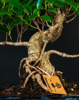 Ficus Starterset – erweitert