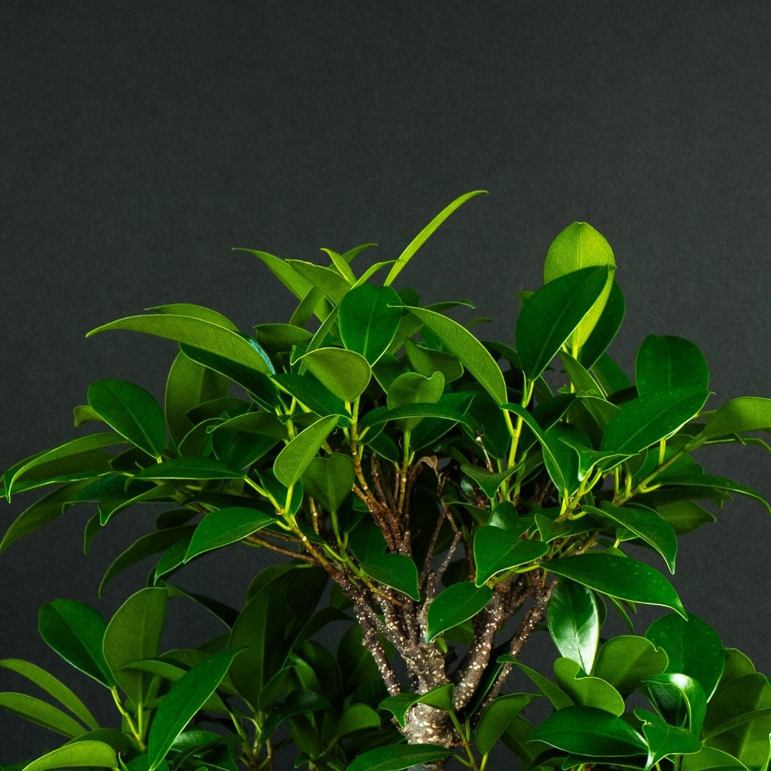 Ficus Starterset – erweitert