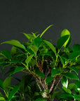 Ficus Starterset – erweitert
