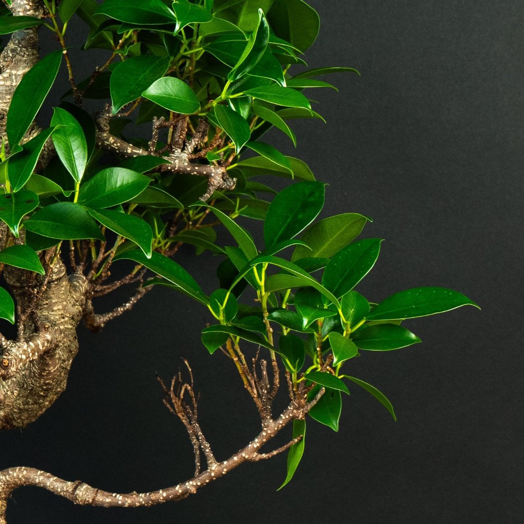 Ficus Starterset – erweitert