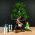 Ficus Starterset – erweitert