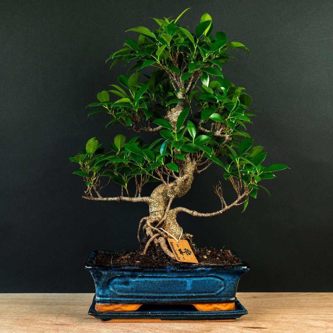 Ficus Starterset – essenziell