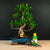 Ficus Starterset – essenziell