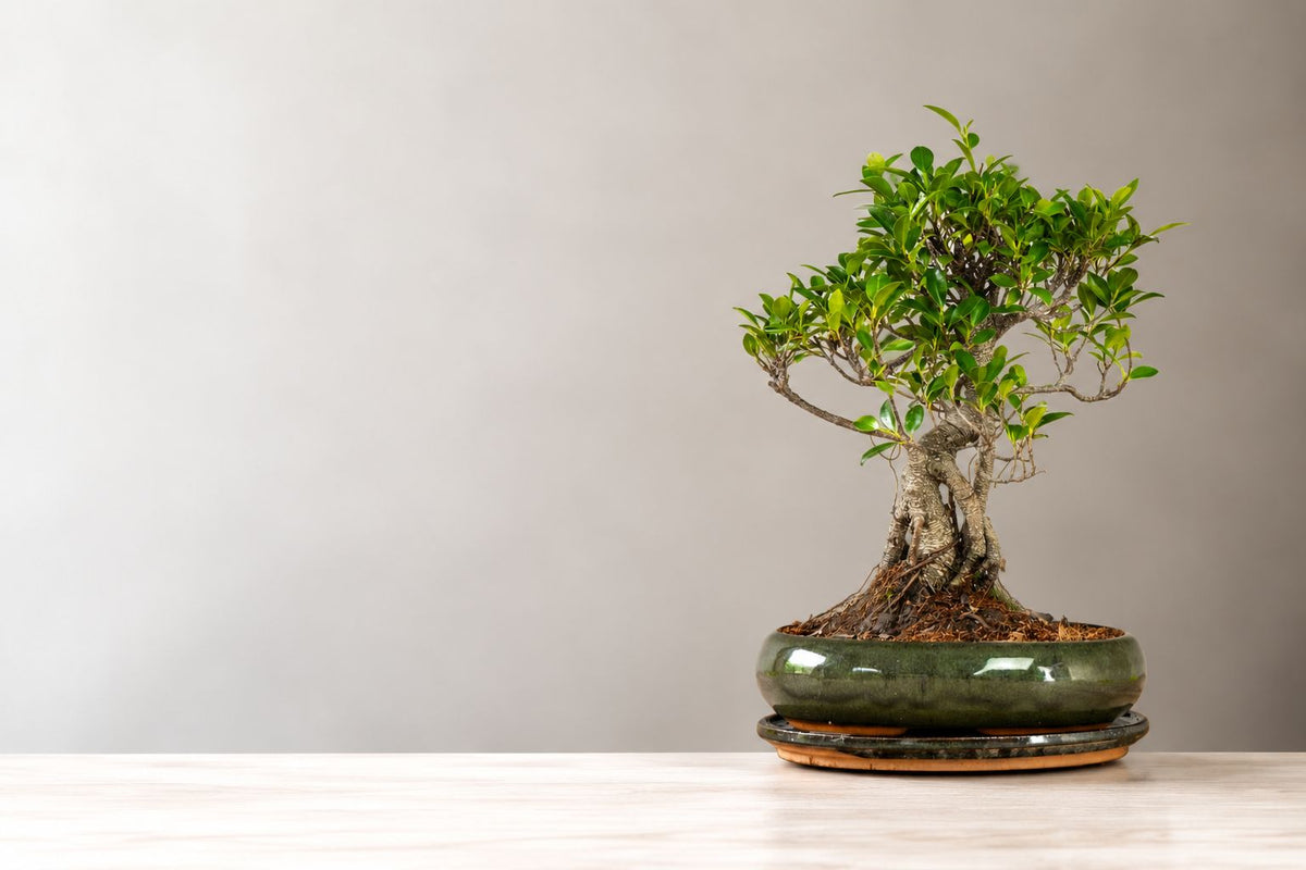 Pflege Ficus Bonsai