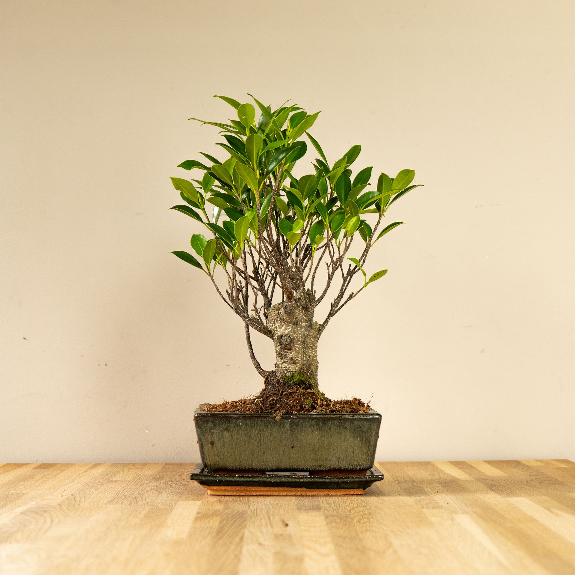bonsai tree