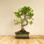 Ficus Jubara