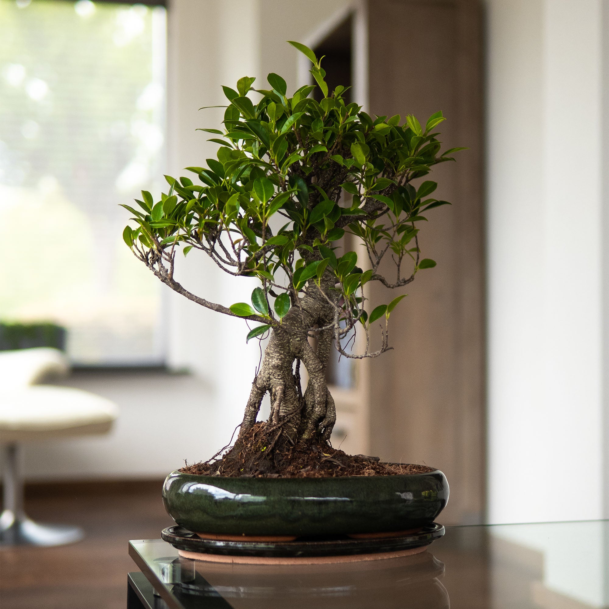 Ficus Ani