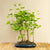 Ginkgo Forest