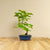 Ginkgo Classic