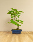 Ginkgo Classic
