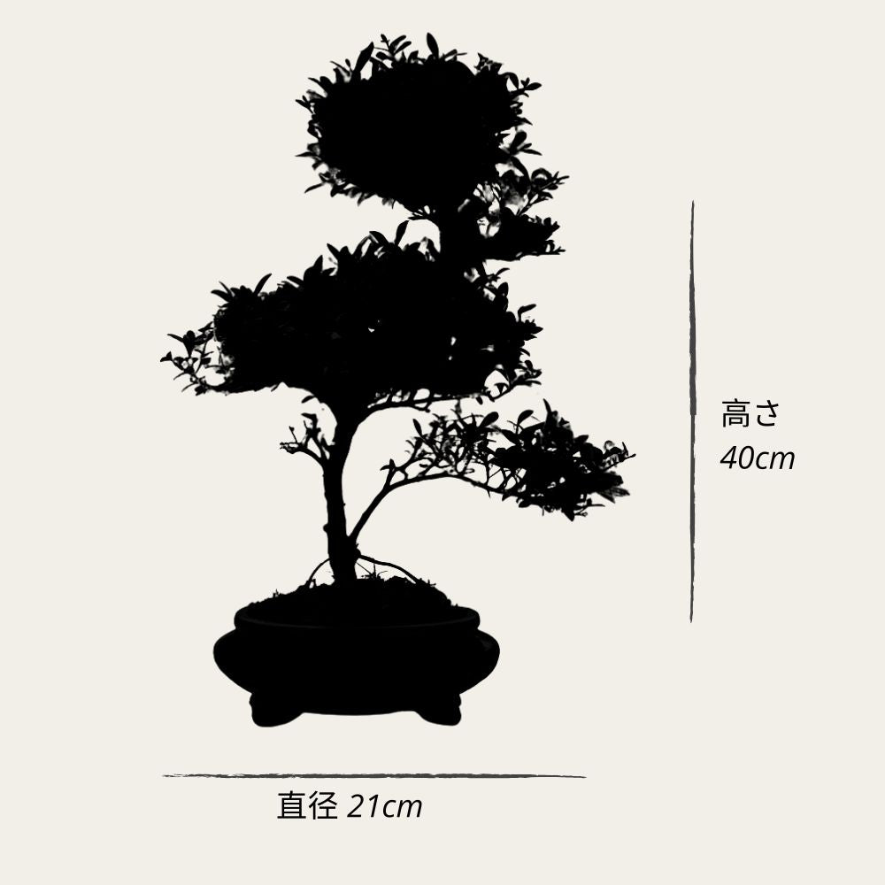 ILEX tama - Outdoor-bonsai - Pflegeleicht
