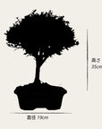 Test bonsai