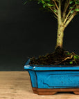 ILEX tama