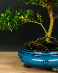 ILEX Spiral