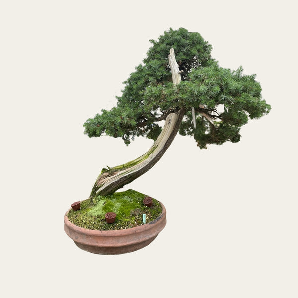 bonsai niedersachsen Juniperus Nr.29 - Bonsai – Unikat, 25 Jahre