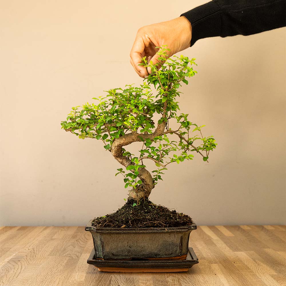 Ligustrum Yasumu