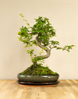 Ligustrum Dai