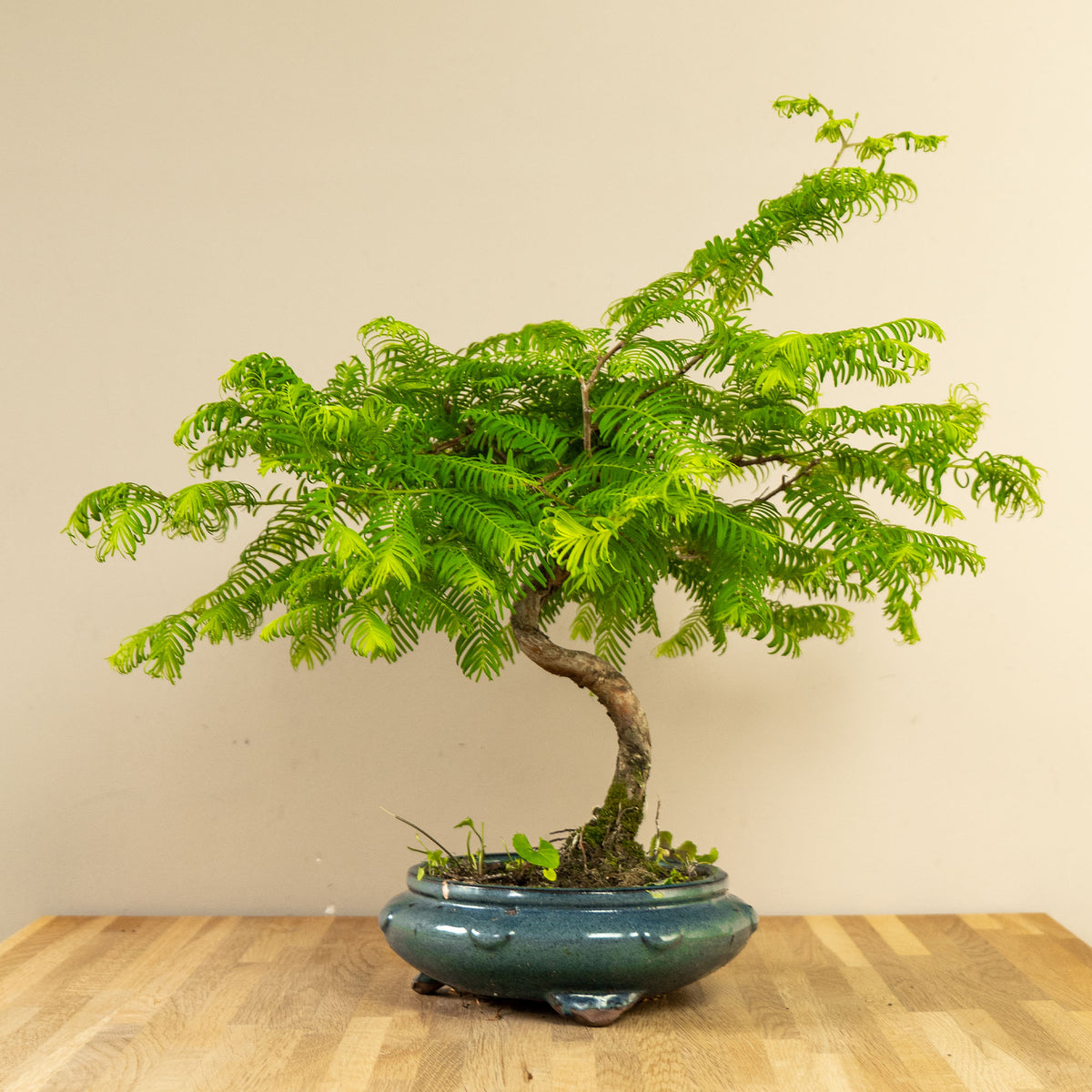 bonsai tree | Metasequoia Spiral – bonsaiwonder®