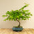 Metasequoia Spirale