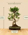 Ficus Dakou Suru