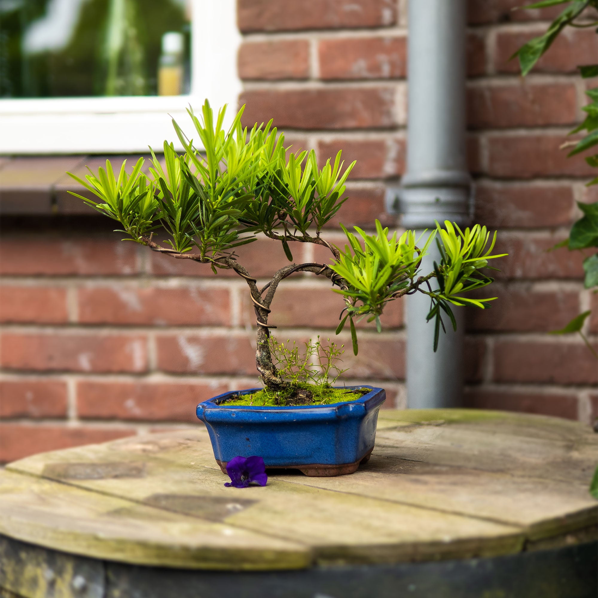 Podocarpus Seishōnen