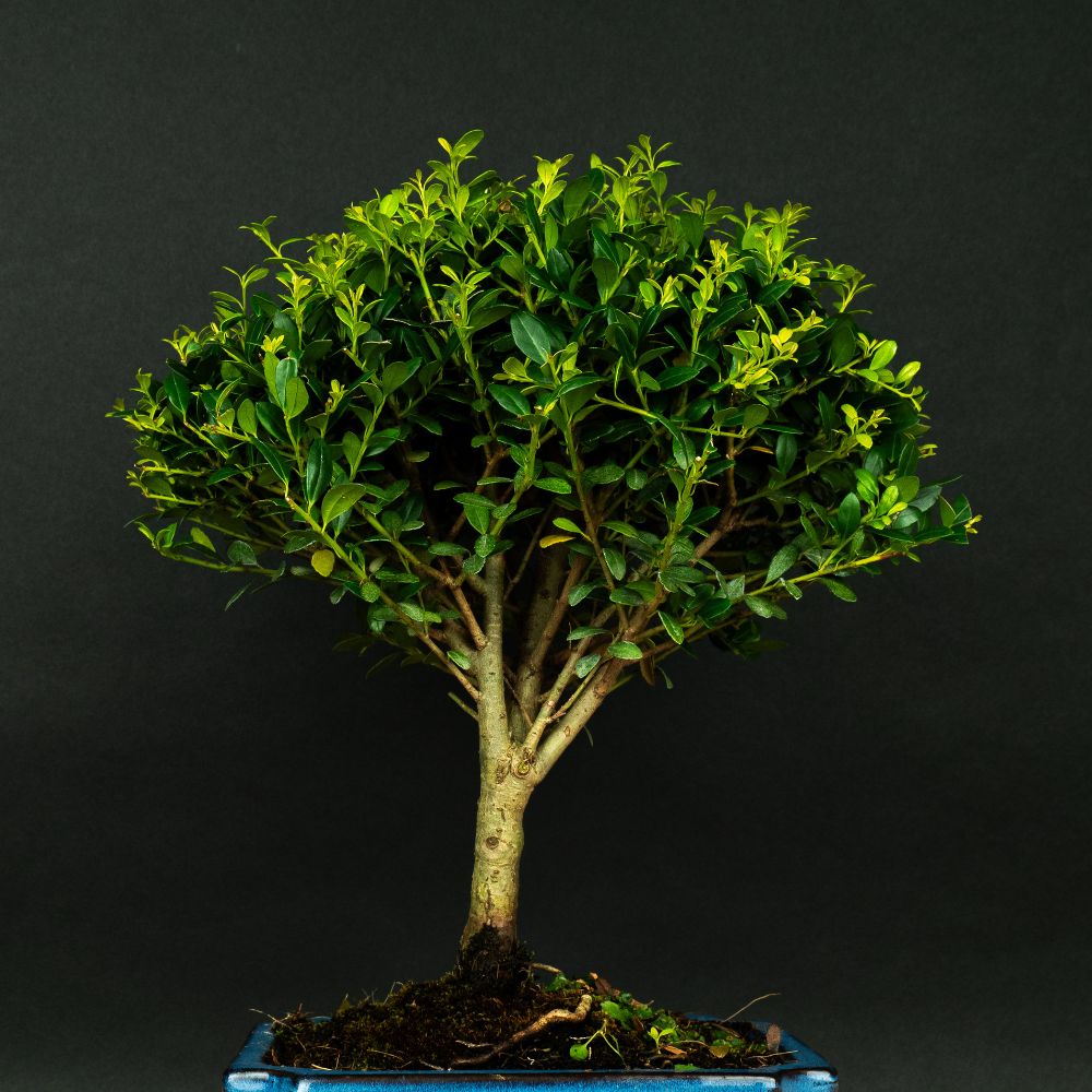 Test bonsai