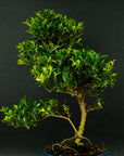 ILEX Spiral