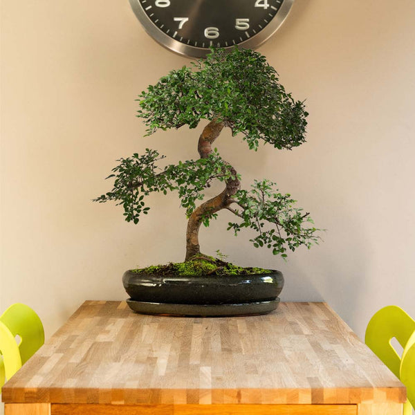 Bonsai-Baum