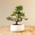 Zelkova Marui (wit) vooraanzicht
