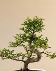 Zelkova Marui inzoom op boom