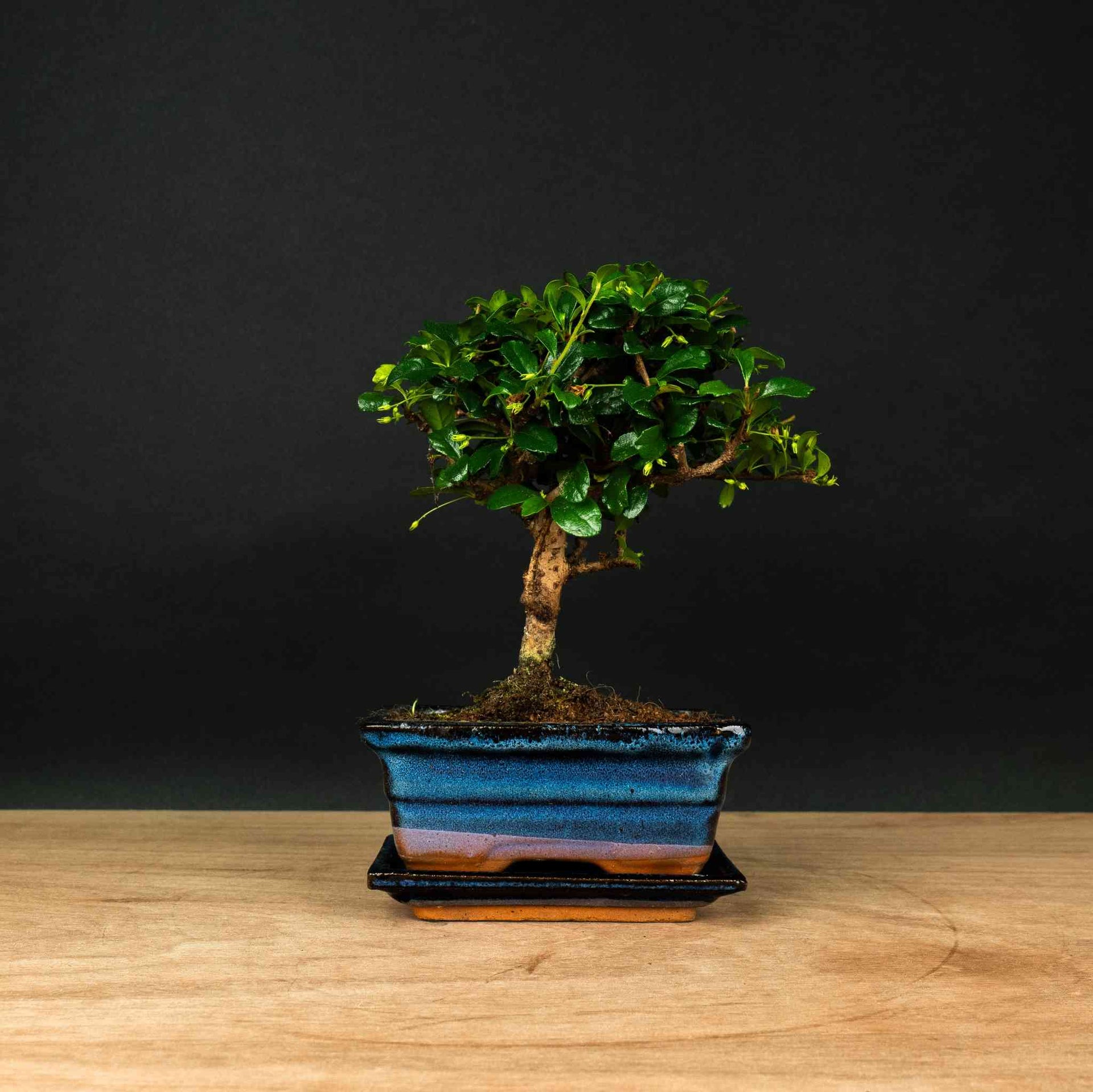 Carmona Ki - Bonsai – Eleganter Fukien Tea, 25 cm