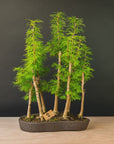 Pseudolarix Forest XL