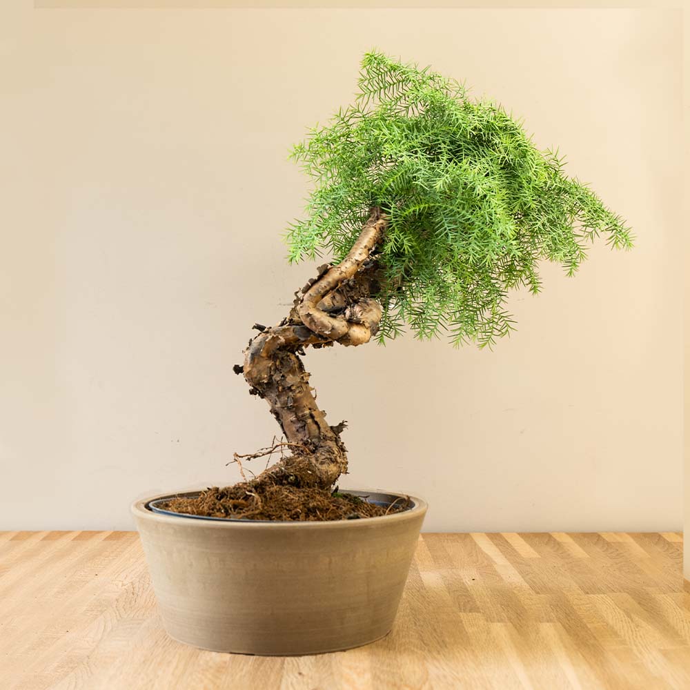 Araucaria Daija
